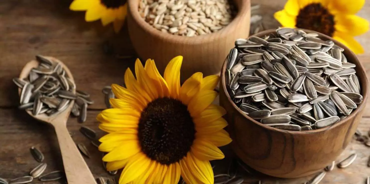 Sunflower Seeds Benefits