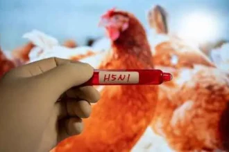 What is H5N1 Bird Flu Virus in Humans, bird flu symptoms and treatment